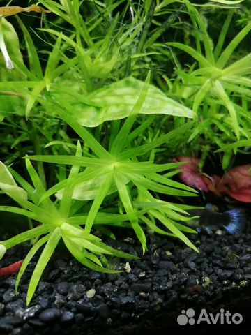 Аквариумные растения