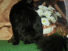 Черный солид кот мейн кун,носитель тика,вязка объявление продам