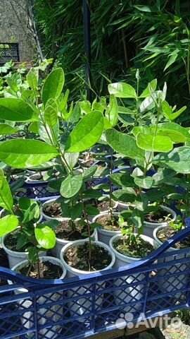 Саженцы гранат,бамбук,мушмула, фейхоа, мандарин