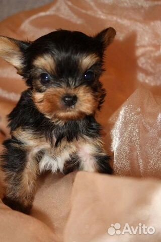 Йоркширский терьер мини,микро