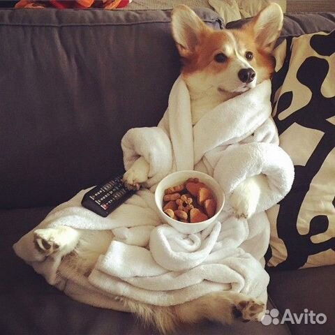 Домашняя зоогостиница