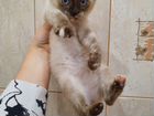 Тайские сиамские котята объявление продам