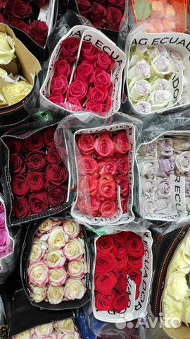 Эквадорские розы любой размер
