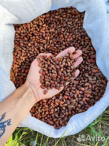 Орех кедровый