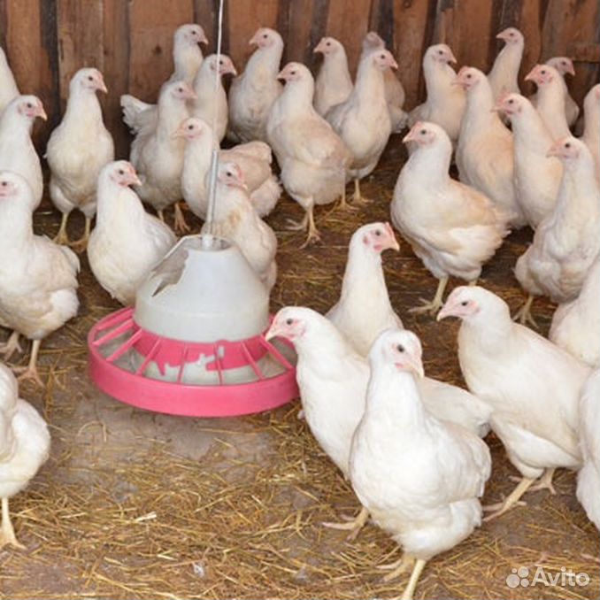 Куры несушки несут яйца. Куры несутся. Когда начинает нестись курица. Цыплята хайсекс браун. Куры несушки в возрасте двух месяцев.