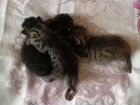 Бенгальские котята домашние питомцы объявление продам