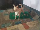Собака маленькая порода чихуахуа объявление продам