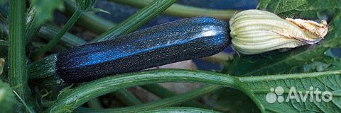 Семена Кабачка 