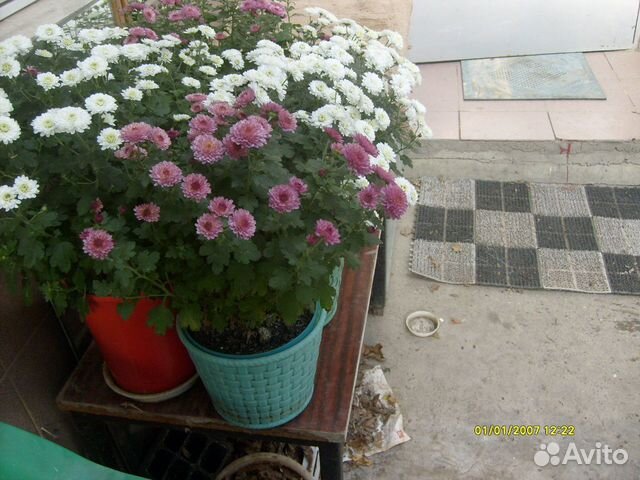 Мини Хризантемы-мультифлора