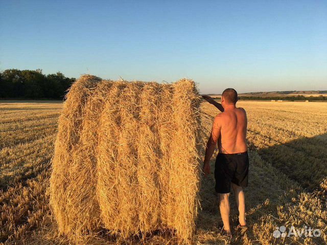 Сено в рулонах, ячмень и солома