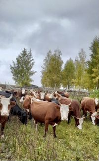 Коровы Герефорд, Калмыцкая порода - фотография № 3