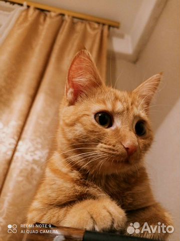 Передержка кошек и котов