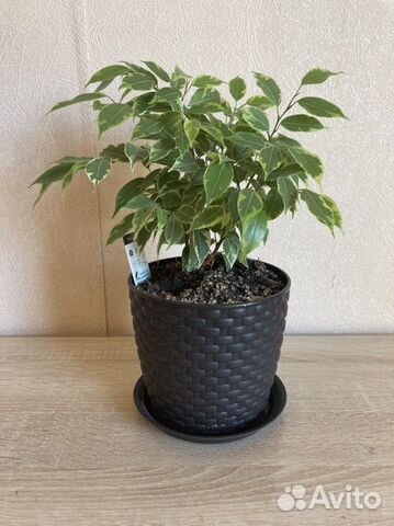 Фикус бенджамина кинки