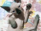 Кошки донской сфинкс объявление продам