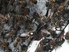 Пчелосемьи Карпатской породы,Бакфаст