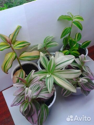 Традесканции,каллизии коллекция 2