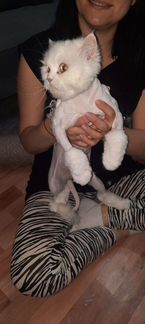 Стрижка кошек и собак. Выезд на дом