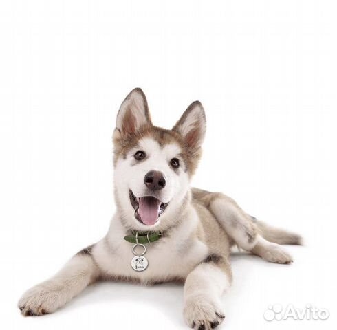 Адресники для собак