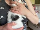 Котенок с сердечком 1,5 месяца Сэр Чарльз объявление продам
