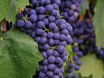 Разноробочий на виноград