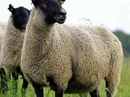 Овца ярки романовская порода