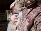 Кролики на племя мясная порода белого великана и с объявление продам