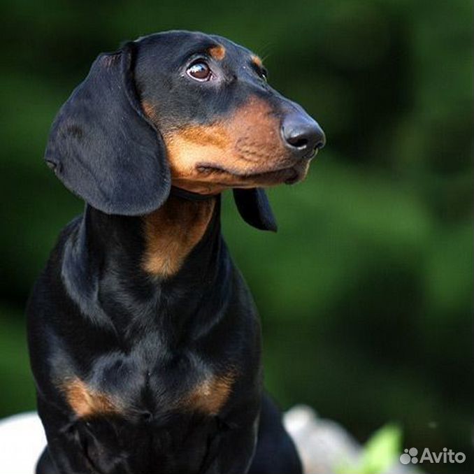 кроличья такса короткошерстная. Smooth rabbit dachshund. такса охотничья. такса в англии наклейки. британская такса.