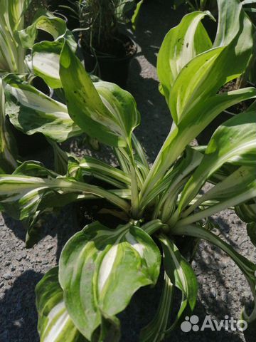 Хоста, папоротник, бересклет