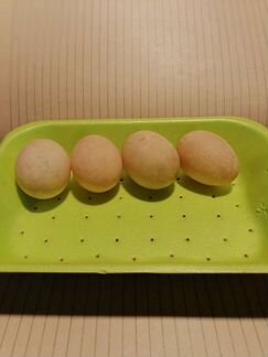 Ия Индоутки(Мускусная утка)