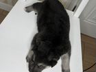 Восточно европейская овчарка щенки объявление продам
