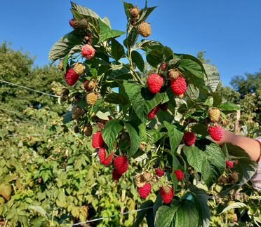 Саженцы малины Дэльнива, Имара, Карамелька и т.д