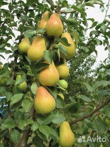 Груша, Слива, Вишня, Яблоня саженцы