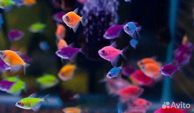 Аквариумные рыбки оптом и в розницу