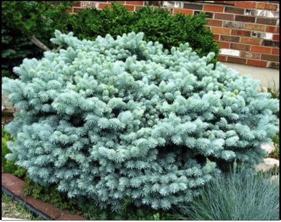 Ель голубая карликовая Глаука Глобоза