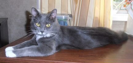 Молодой роскошный котик Сёма в дар