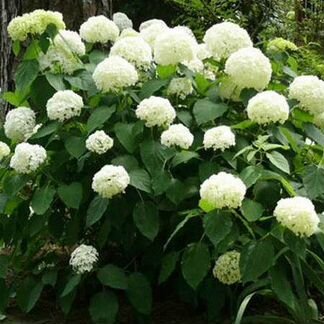 Гортензия