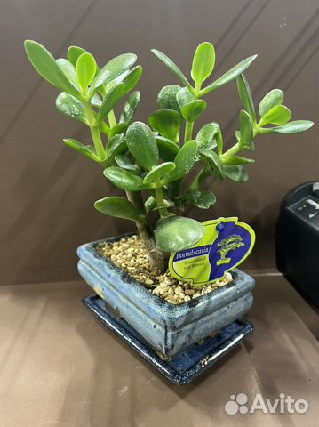 Дерево бонсай