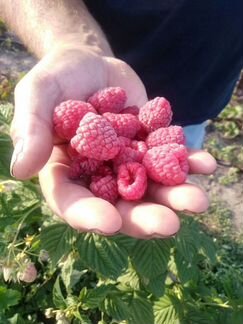 Саженцы малины