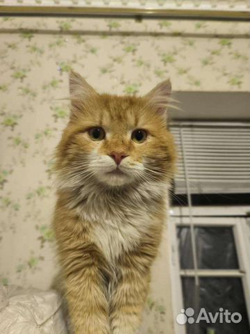 Рыжее счастье