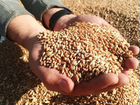 Зерно пшеница-цена за тонну