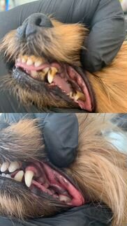 Груминг, чистка зубного камня