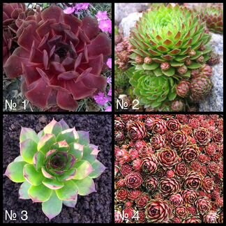 Интернет-магазин Молодило