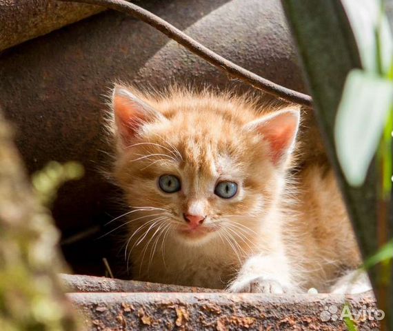 Кошки в добрые руки бесплатно