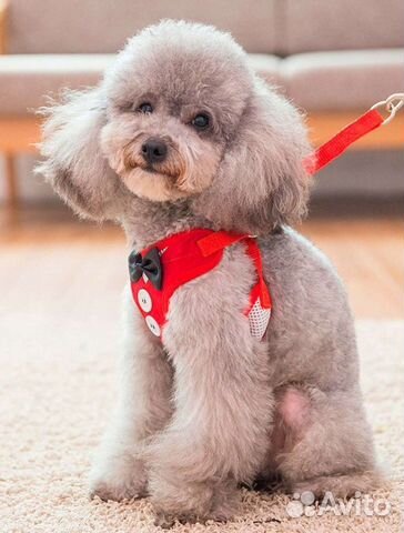 Шлейка для небольшой собаки, кошки