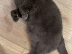 Британский кот бесплатно в добрые руки объявление продам