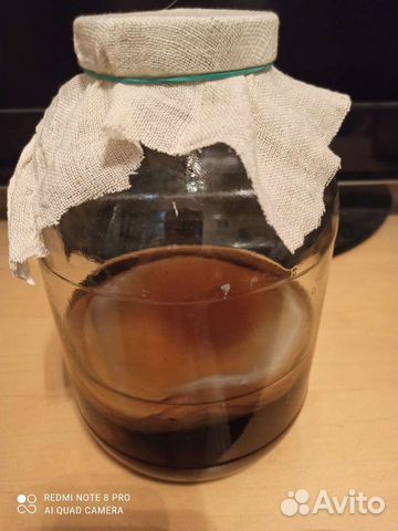 Чайный гриб