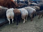 Овцы курдючные маточное поголовье