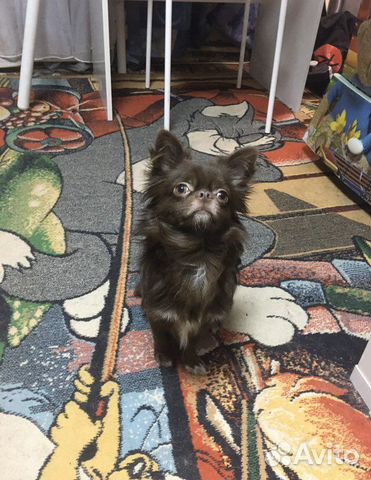 Чихуахуа кобель на вязку