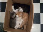 Котята найденыши объявление продам