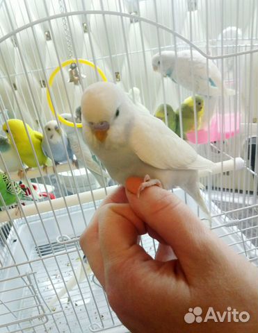 Волнистый попугай редких окрасов